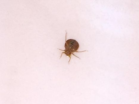 Bed bug at Windwater hotel